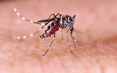 aedes-aegypti