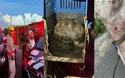 bebd7ee7-maus-tratos-animais-exoticos-960x640
